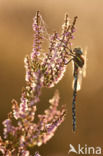 Venglazenmaker (Aeshna juncea)