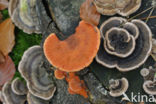 Cinnabar Bracket (Pycnoporus cinnabarinus)