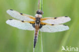 Viervlek (Libellula quadrimaculata)