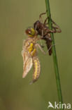 Viervlek (Libellula quadrimaculata)