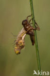 Viervlek (Libellula quadrimaculata)