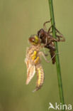 Viervlek (Libellula quadrimaculata)