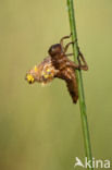 Viervlek (Libellula quadrimaculata)