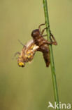 Viervlek (Libellula quadrimaculata)