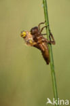 Viervlek (Libellula quadrimaculata)