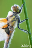 Viervlek (Libellula quadrimaculata)