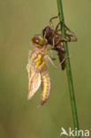 Viervlek (Libellula quadrimaculata)