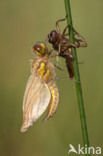 Viervlek (Libellula quadrimaculata)