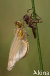 Viervlek (Libellula quadrimaculata)