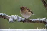 Chaffinch (Fringilla coelebs)