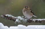 Vink (Fringilla coelebs)