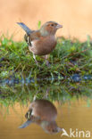 Vink (Fringilla coelebs)