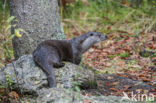 European Otter (Lutra lutra) 