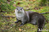 European Otter (Lutra lutra) 