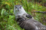 European Otter (Lutra lutra) 