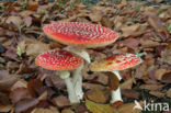 Fly agaric (Amanita muscaria)