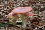 Vliegenzwam (Amanita muscaria)