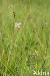 Flea Sedge (Carex pulicaris)