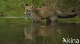 Fox (Vulpes vulpes)