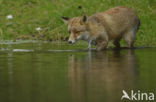 Fox (Vulpes vulpes)