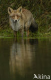 Fox (Vulpes vulpes)