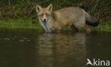Fox (Vulpes vulpes)