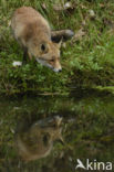 Fox (Vulpes vulpes)