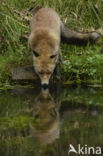 Fox (Vulpes vulpes)