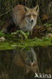 Fox (Vulpes vulpes)