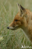 Fox (Vulpes vulpes)