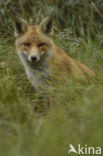 Fox (Vulpes vulpes)
