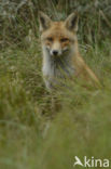 Fox (Vulpes vulpes)