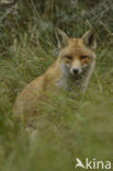 Fox (Vulpes vulpes)