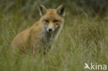 Fox (Vulpes vulpes)