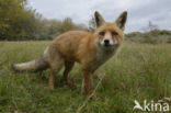 Fox (Vulpes vulpes)