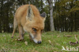 Fox (Vulpes vulpes)