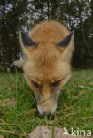 Fox (Vulpes vulpes)
