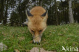 Fox (Vulpes vulpes)