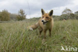 Fox (Vulpes vulpes)