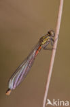 Large Red Damselfly (Pyrrhosoma nymphula)