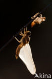 Scarlet Dragonfly (Crocothemis erythraea)