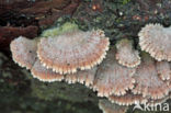 Waaiertje (Schizophyllum commune) 