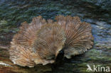 Waaiertje (Schizophyllum commune) 