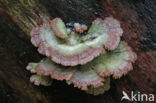 Waaiertje (Schizophyllum commune) 