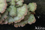 Waaiertje (Schizophyllum commune) 