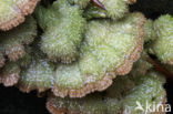 Waaiertje (Schizophyllum commune) 