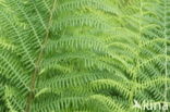 Lady-fern (Athyrium filix-femina)