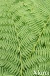 Lady-fern (Athyrium filix-femina)