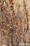 Wilde gagel (Myrica gale) 