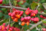 Wilde kardinaalsmuts (Euonymus europaeus)